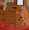 Three Bears Demo