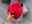 ANGRYBIRDSFILMSALT