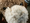 Fun with plushbenji