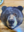 TheBearBuilder