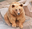 MarmaladeBear