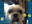 SpritezSkadoo